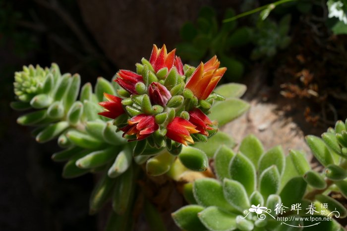 柔毛石莲花Echeveria pilosa