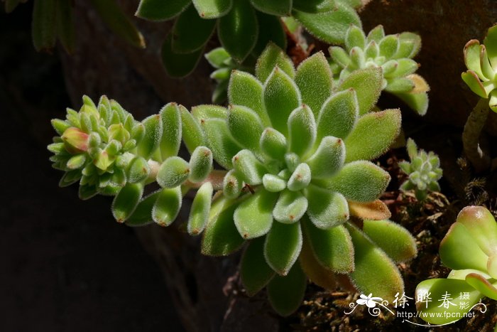 柔毛石莲花Echeveria pilosa