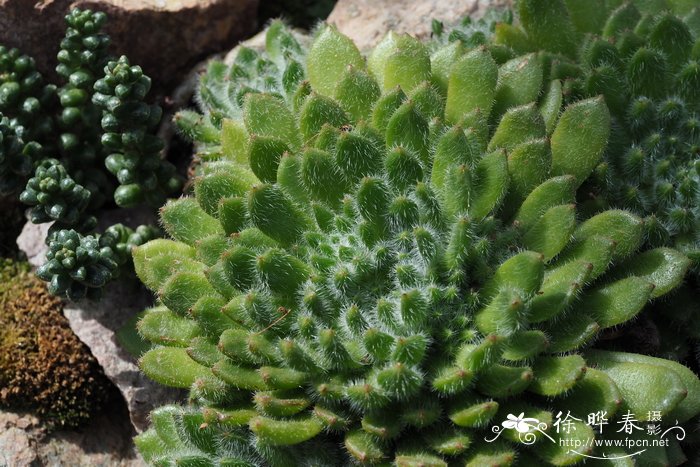 锦司晃Echeveria setosa