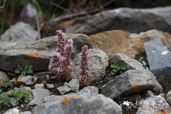 瓦松 Orostachys fimbriata