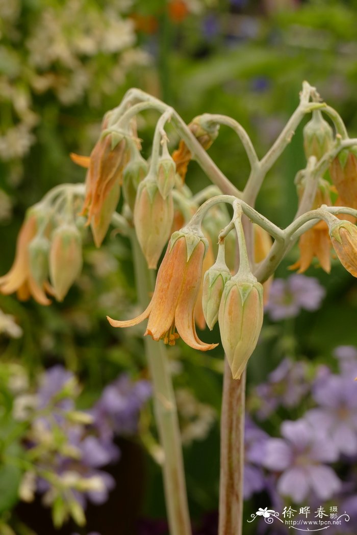 圣塔Cotyledon orbiculata