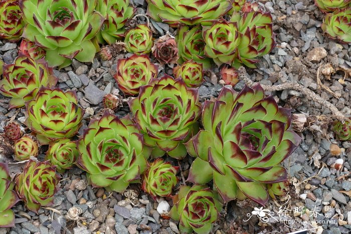 灰岩长生草Sempervivum calcareum