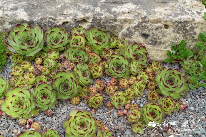 灰岩长生草Sempervivum calcareum