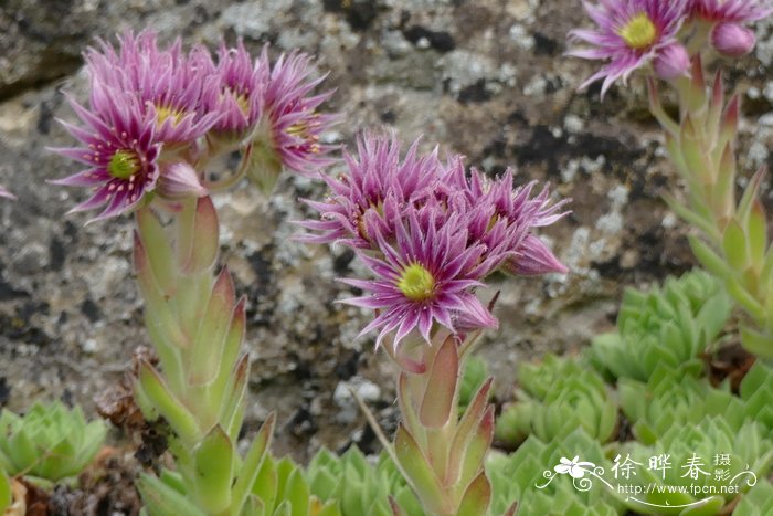 酒红山长生草Sempervivum montanum subsp. burnatii