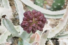 美丽水牛角Caralluma speciosa