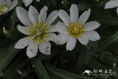 短萼露薇花Lewisia brachycalyx