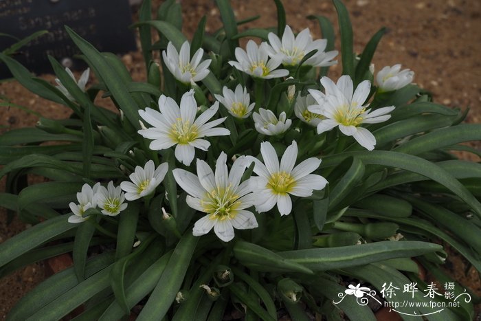 短萼露薇花Lewisia brachycalyx