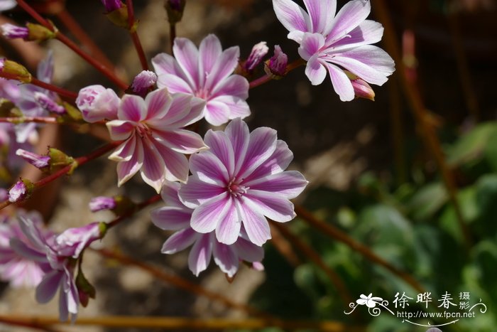 黑纳克露薇花Lewisia cotyledon var. heckneri