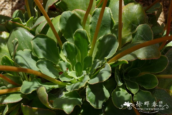 黑纳克露薇花Lewisia cotyledon var. heckneri