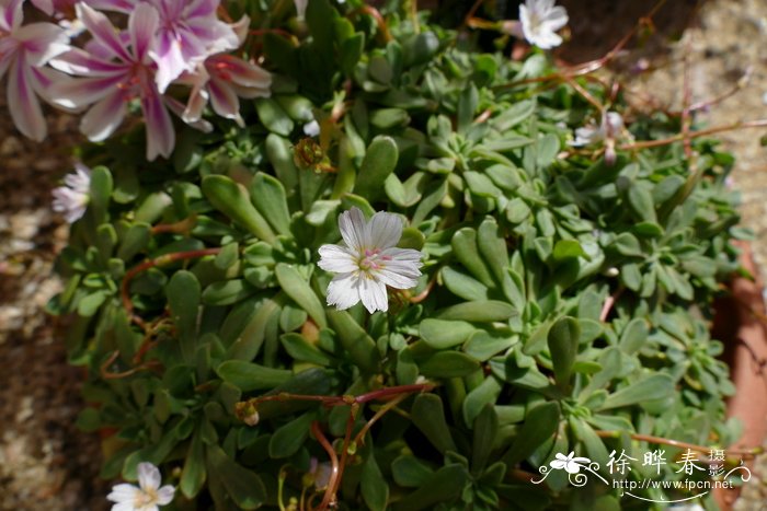 瓦洛露薇花Lewisia columbiana var. wallowensis