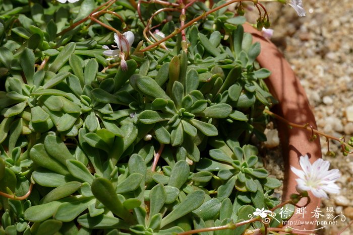 瓦洛露薇花Lewisia columbiana var. wallowensis