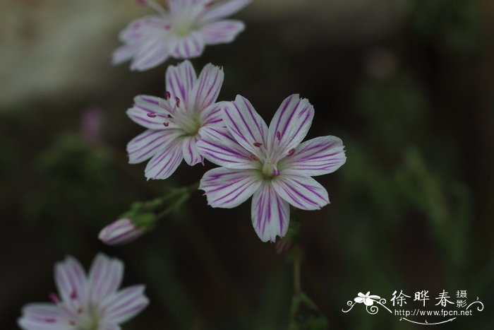 瓦洛露薇花Lewisia columbiana var. wallowensis