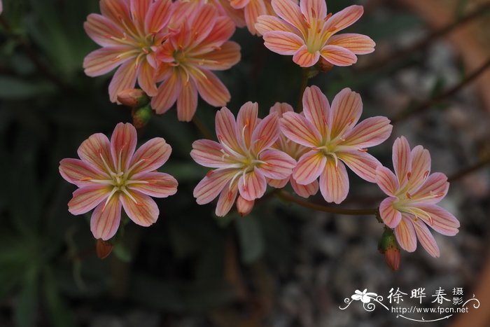 哥伦比亚露薇花Lewisia columbiana