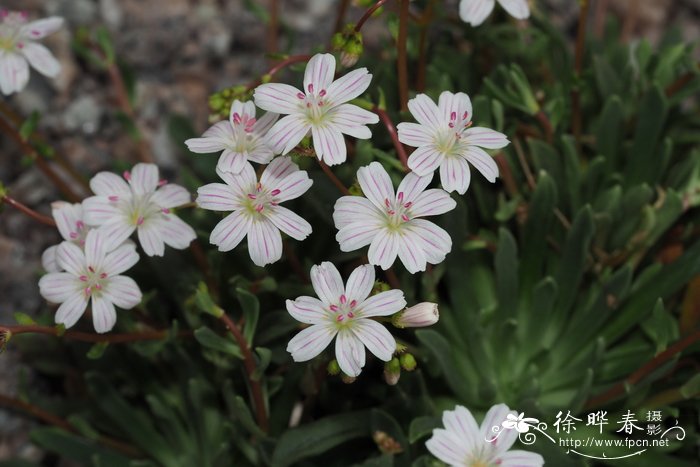 哥伦比亚露薇花Lewisia columbiana