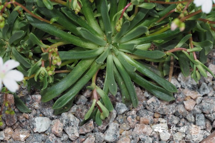 哥伦比亚露薇花Lewisia columbiana