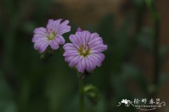 康登露薇花Lewisia congdonii