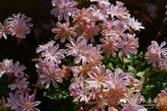 豪威尔露薇花Lewisia cotyledon var. howellii