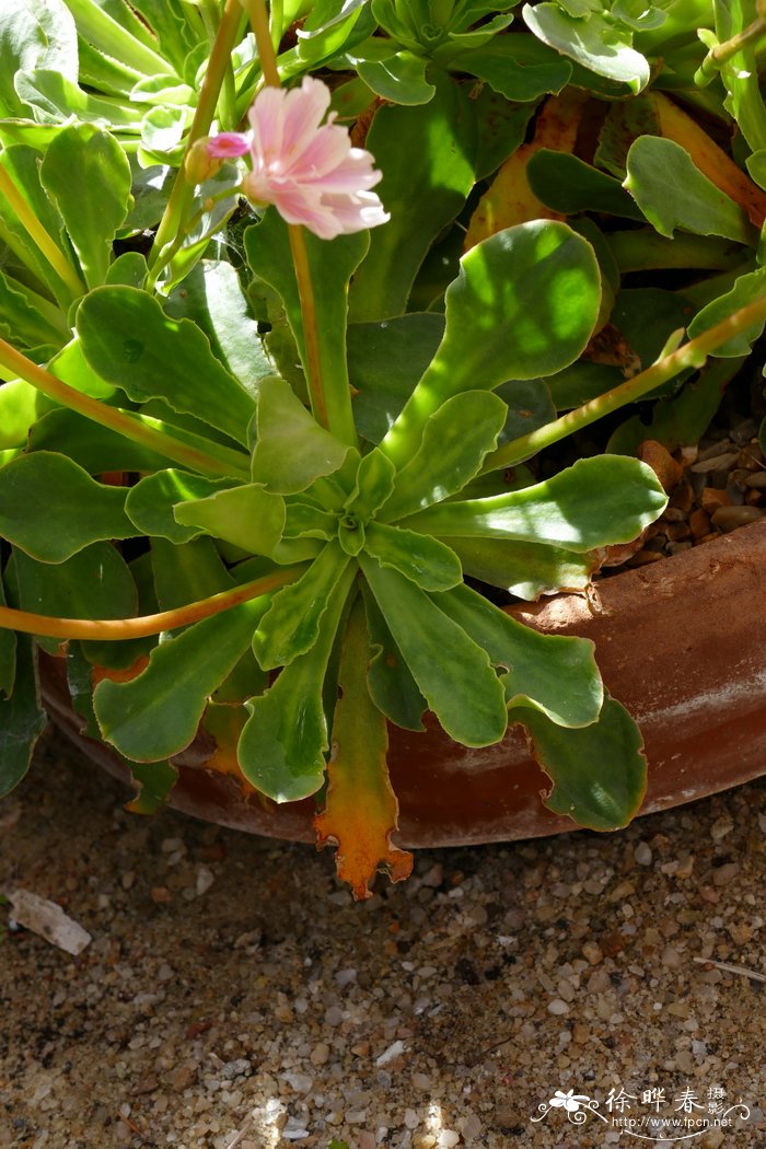 豪威尔露薇花Lewisia cotyledon var. howellii