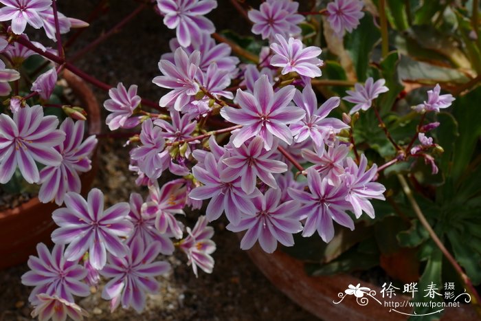 露薇花Lewisia cotyledon