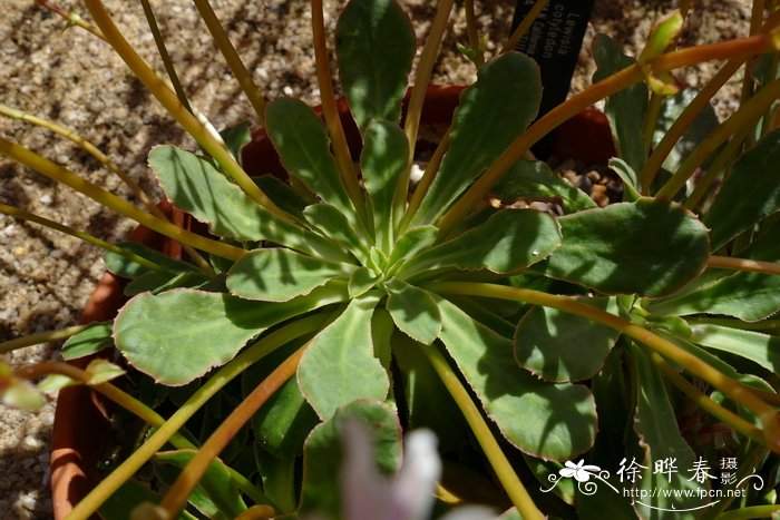 露薇花Lewisia cotyledon