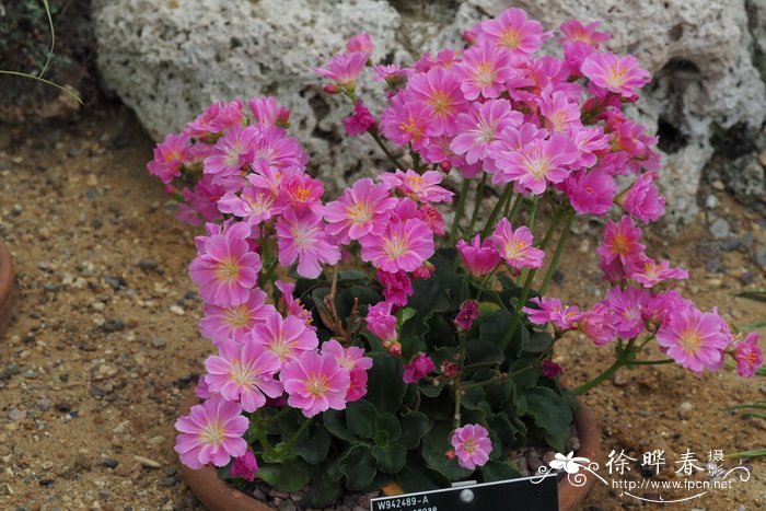 露薇花Lewisia cotyledon