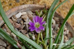 矮小露薇花Lewisia pygmaea