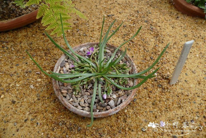 矮小露薇花Lewisia pygmaea