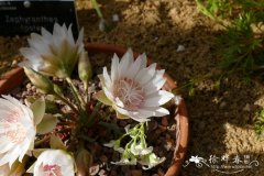 ‘白约翰’苦根露微花Lewisia rediviva 'Jolon Alba'