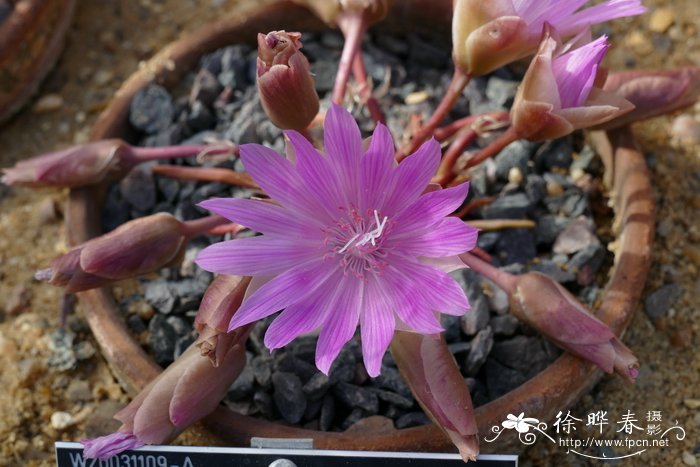 苦根露薇花Lewisia rediviva