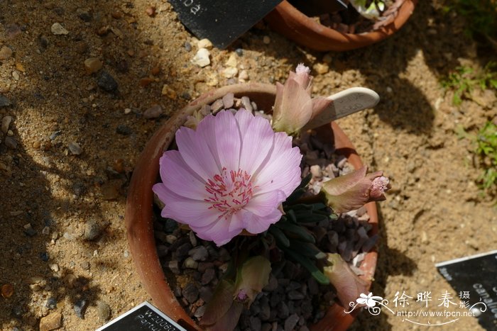 苦根露薇花Lewisia rediviva