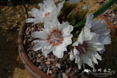 ‘白花’苦根露微花Lewisia rediviva‘White’