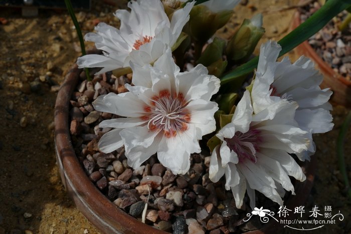 ‘白花’苦根露微花Lewisia rediviva‘White’