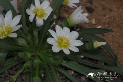 Lewisia stebbinsii