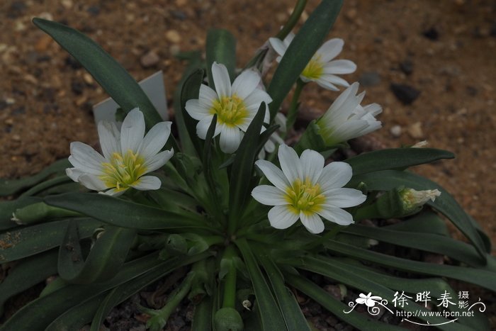 Lewisia stebbinsii