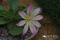 Lewisia tweedyi