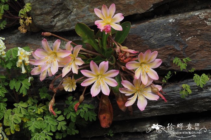 Lewisia tweedyi