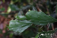 猪耳掌,叶团扇Brasiliopuntia brasiliensis