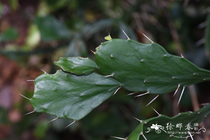 猪耳掌,叶团扇Brasiliopuntia brasiliensis