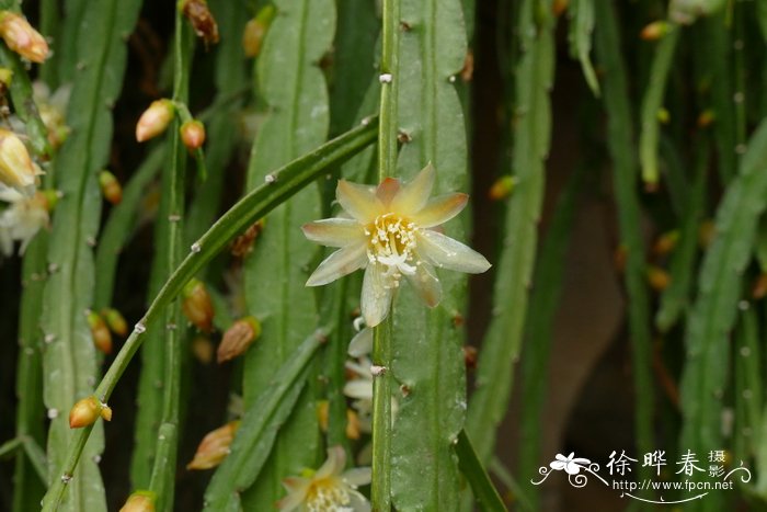 扁枝假丝苇Pseudorhipsalis ramulosa