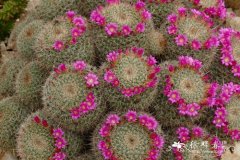 多刺乳突球 Mammillaria varieaculeata