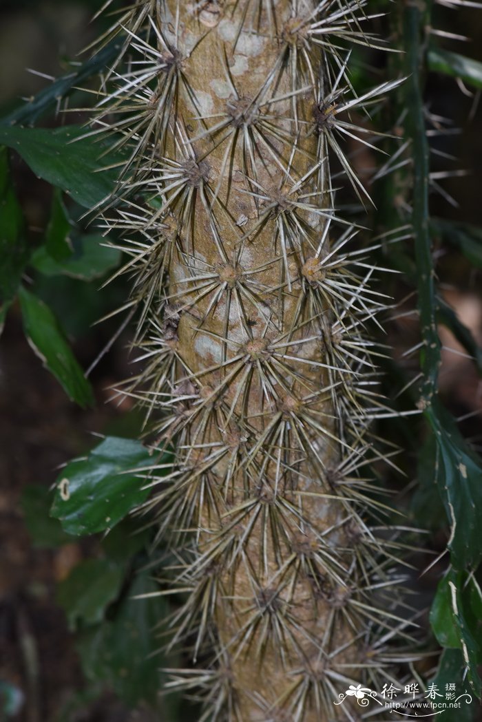 猪耳掌,叶团扇Brasiliopuntia brasiliensis