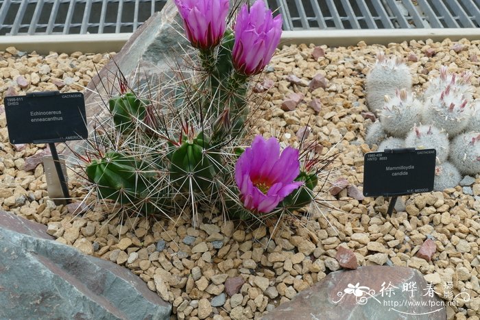 九刺鹿角柱Echinocereus enneacanthus