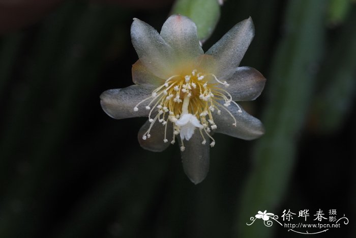 扁枝假丝苇Pseudorhipsalis ramulosa