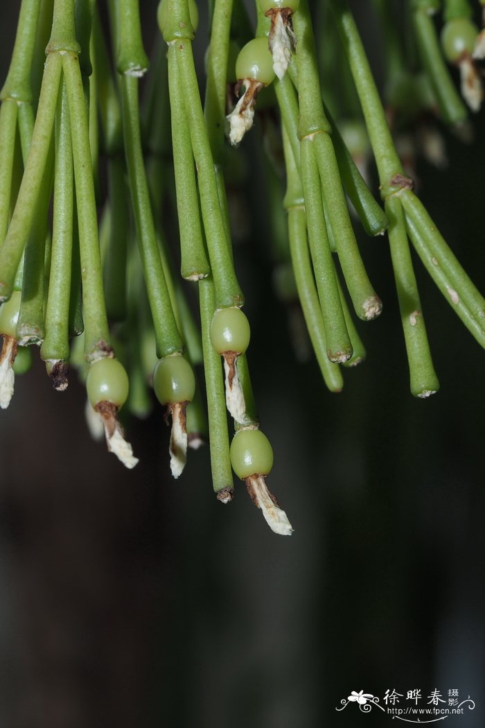 鞍马苇Rhipsalis clavata