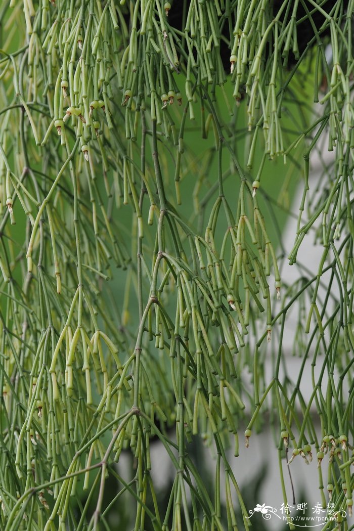 鞍马苇Rhipsalis clavata