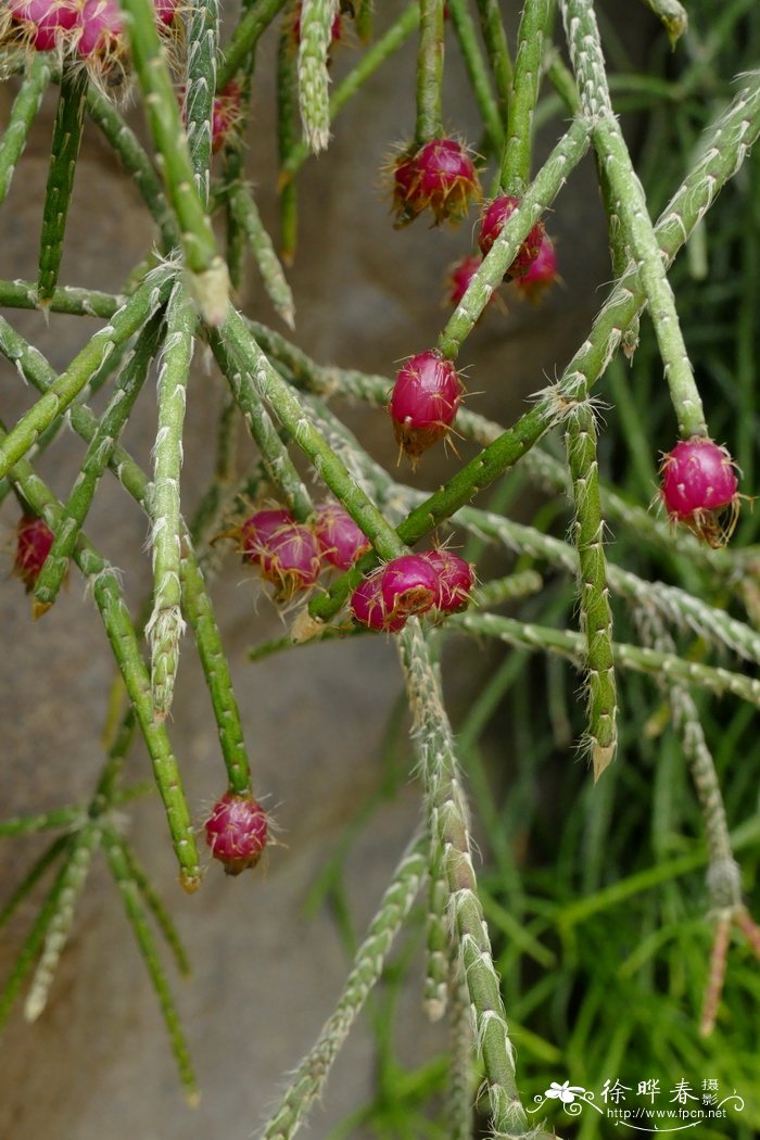 麦杆丝苇Rhipsalis floccosa