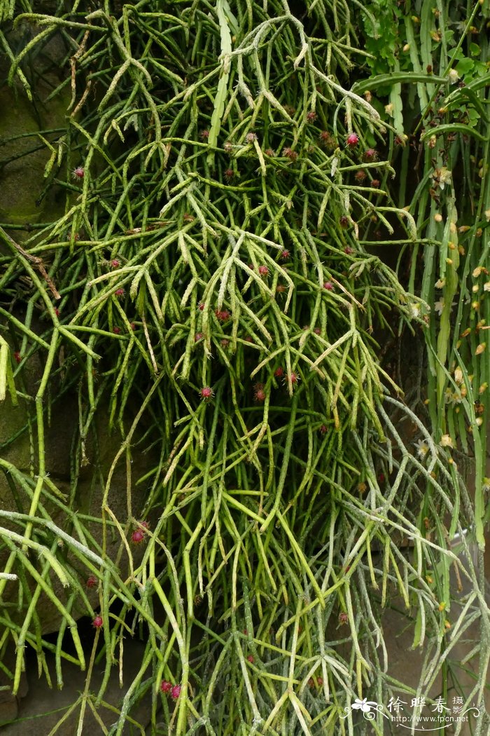 麦杆丝苇Rhipsalis floccosa