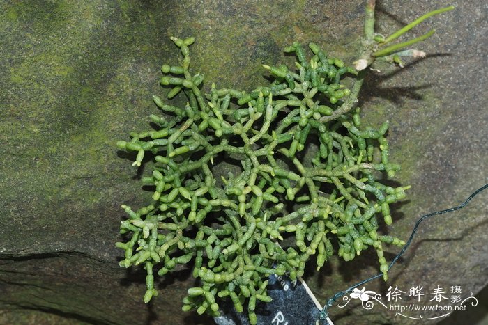 簇毛丝苇 Rhipsalis floccosa