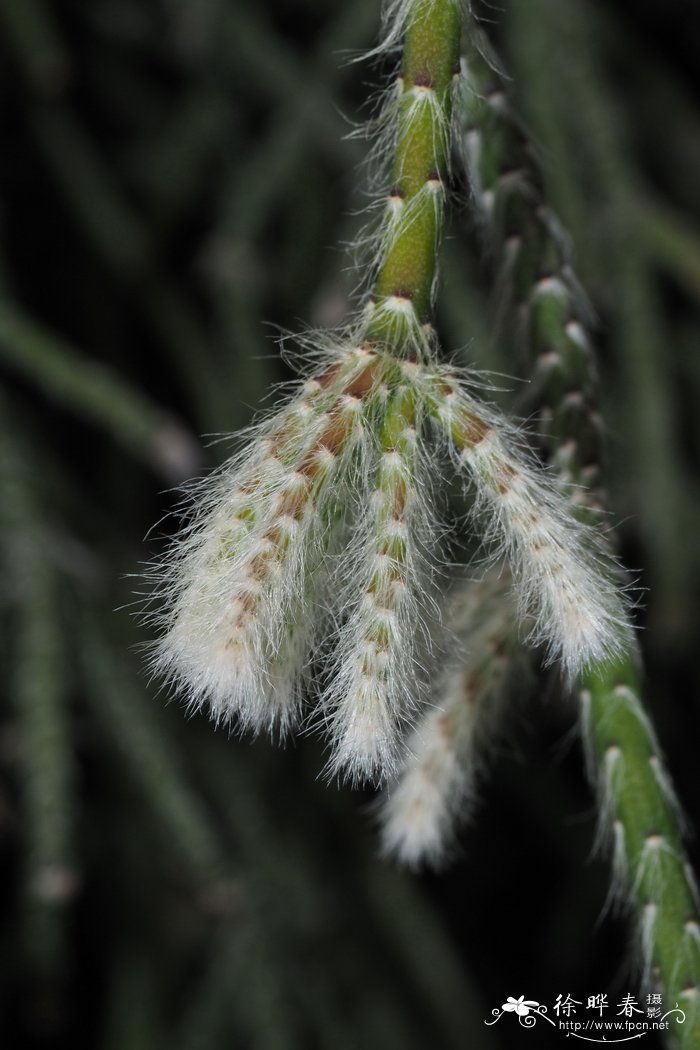 赤苇Rhipsalis pilocarpa