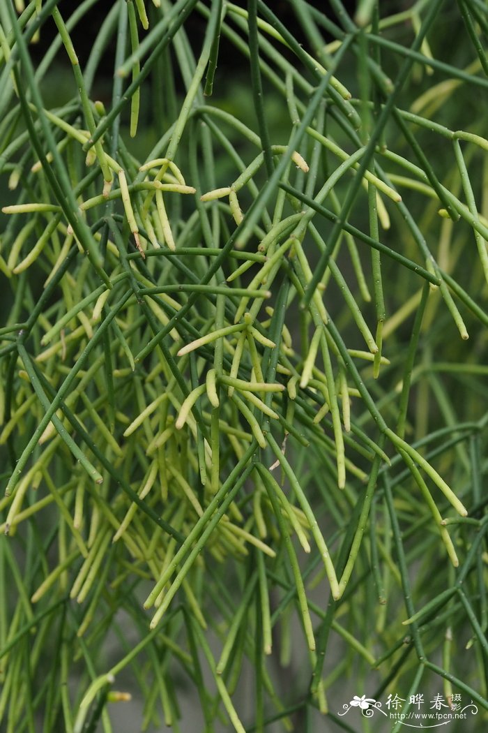 初绿Rhipsalis teres